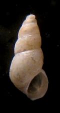 Hydrobia glyca